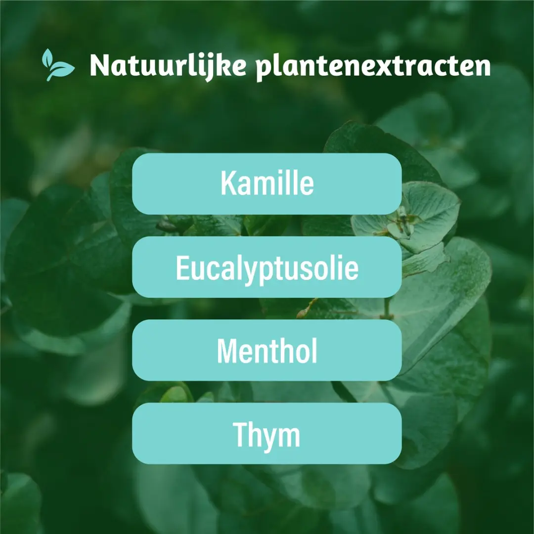 Dampo Vrijer Ademen Keelpastilles Eucalyptus - 24 Stuks