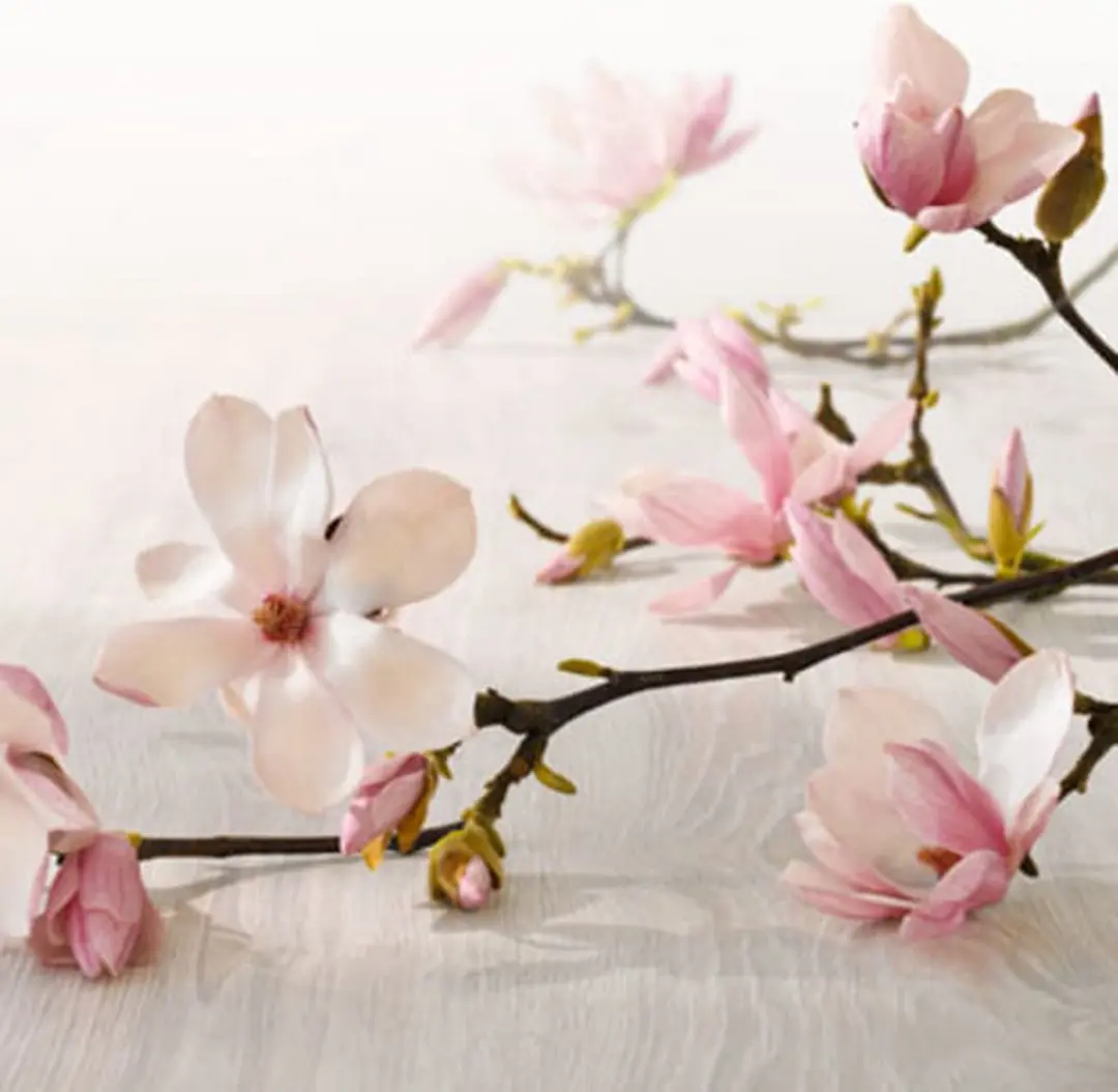 Bolsius Magnolia Maxi Geurtheelichtjes 48 Stuks - 8 uur