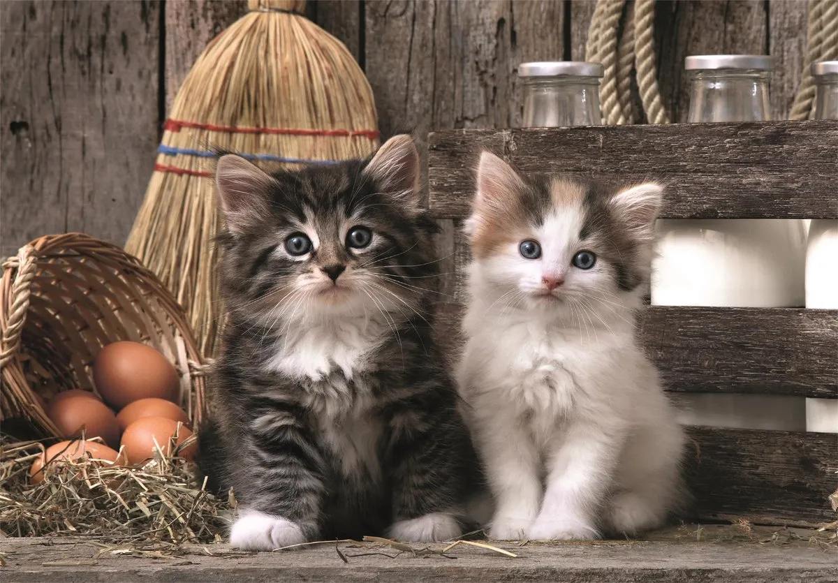Clementoni Puzzel 1000 Stukjes Schattige Kittens - High Quality Collection