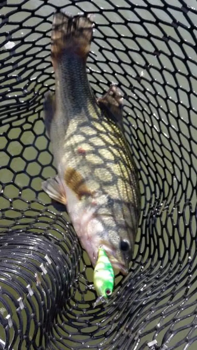 Sakura Bomba Crank 60mm Aurora Minnow - 13gr
