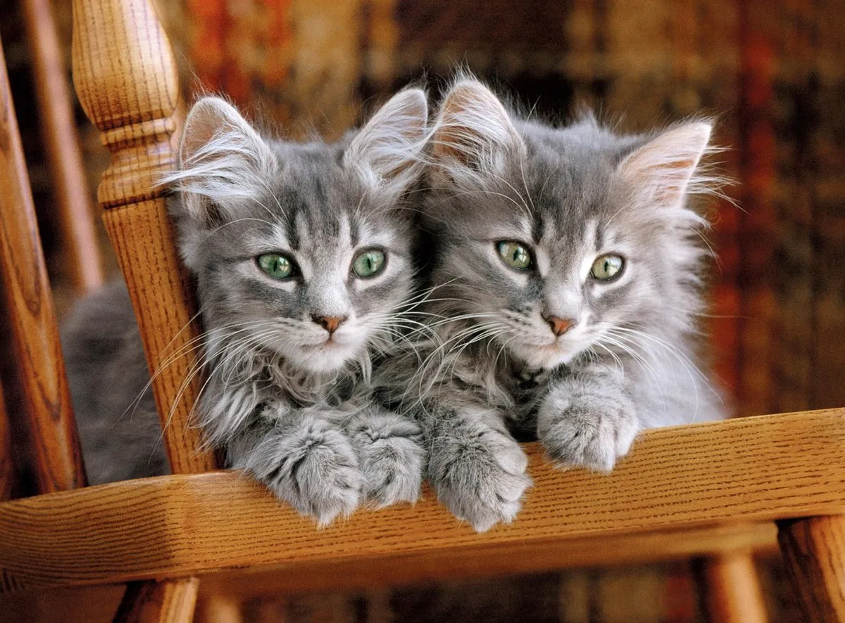 Clementoni Puzzel Twee Kittens 500 Stuks - Multikleur