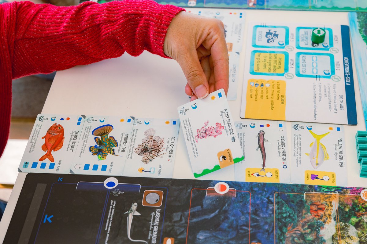 999 Games - Finspan - Bordspel - Prachtig vormgegeven - Ook voor 1 speler - Gezelschapsspel