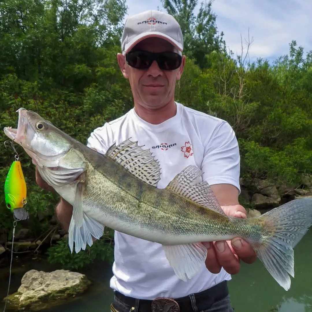 Sakura Bomba Crank 60mm Floating 13gr - Bronze Perch