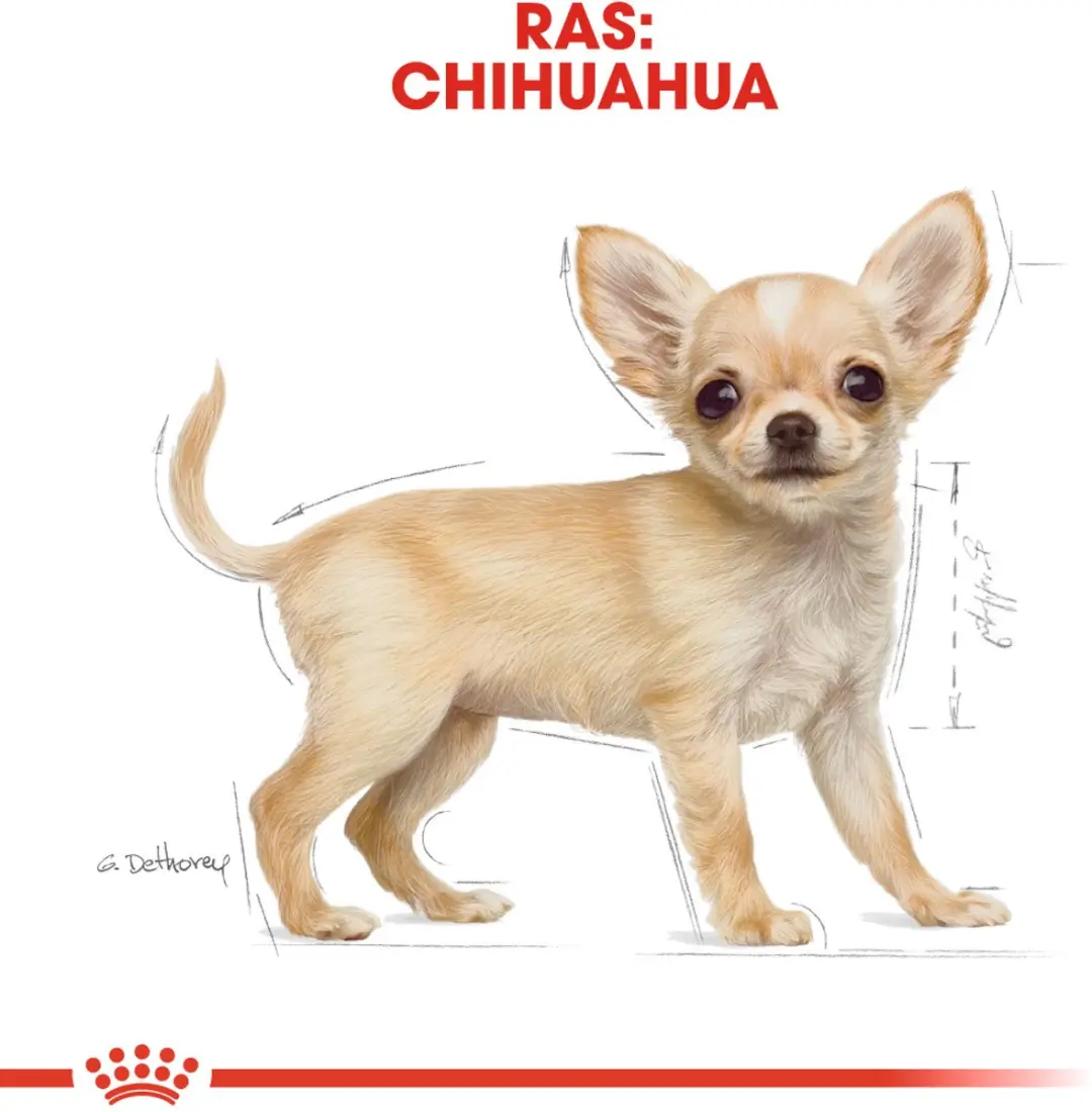 Royal Canin Chihuahua Puppy Hondenvoer 500g
