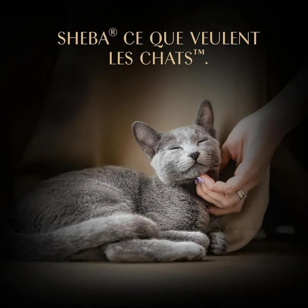 Sheba Soup Selection Natvoer Mix - 32 x 40g - afbeelding 6 van 6