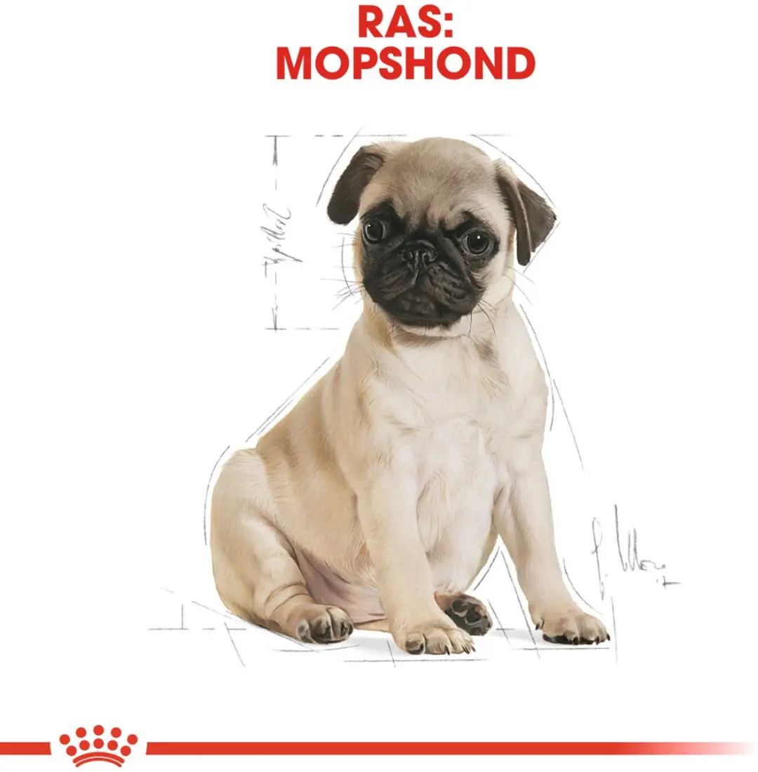 Royal Canin Mopshond Junior Hondenvoer - 1,5 kg