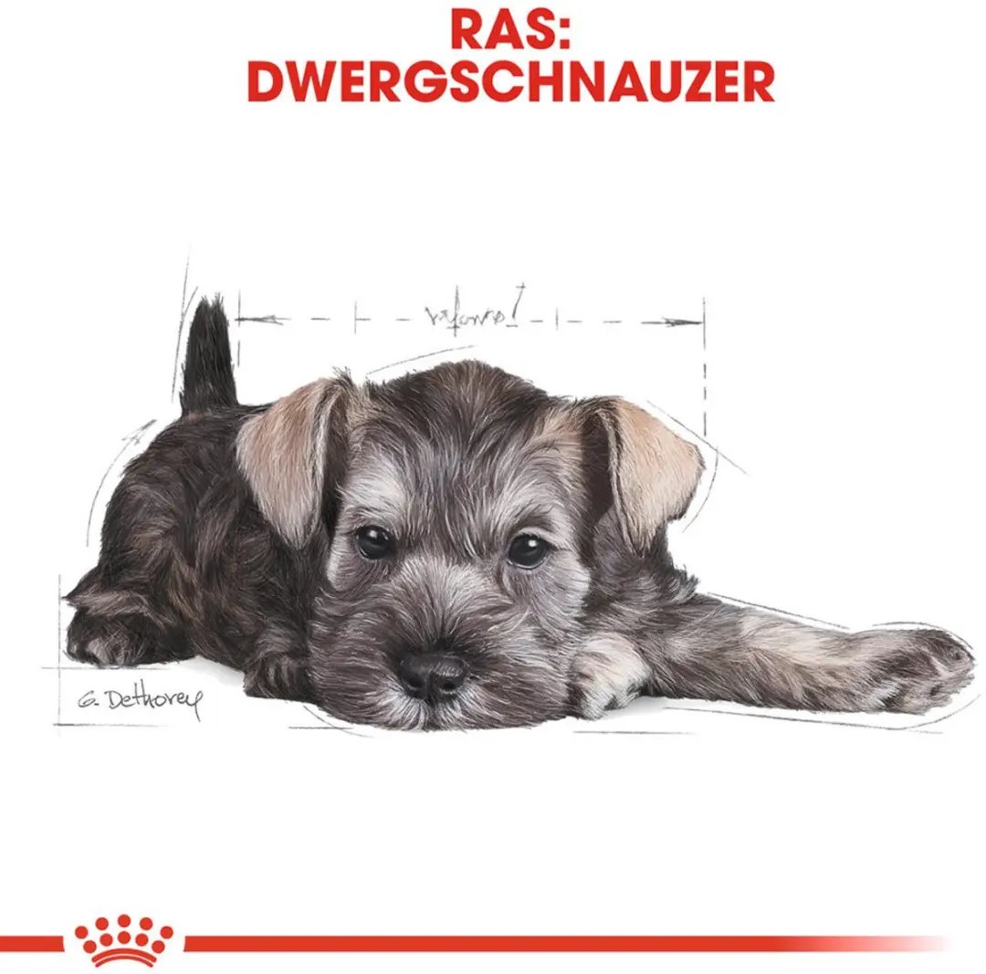 Royal Canin Mini Schnauzer Junior Hondenvoer 1,5kg