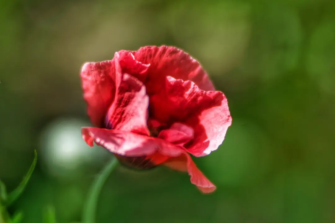 Lensbaby Velvet 85 LBV85X Macro/Portret Objectief - 67mm - Zwart