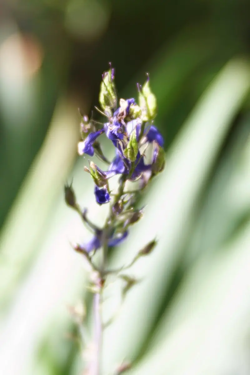 Lensbaby Velvet 85 LBV85X Macro/Portret Objectief - 67mm - Zwart