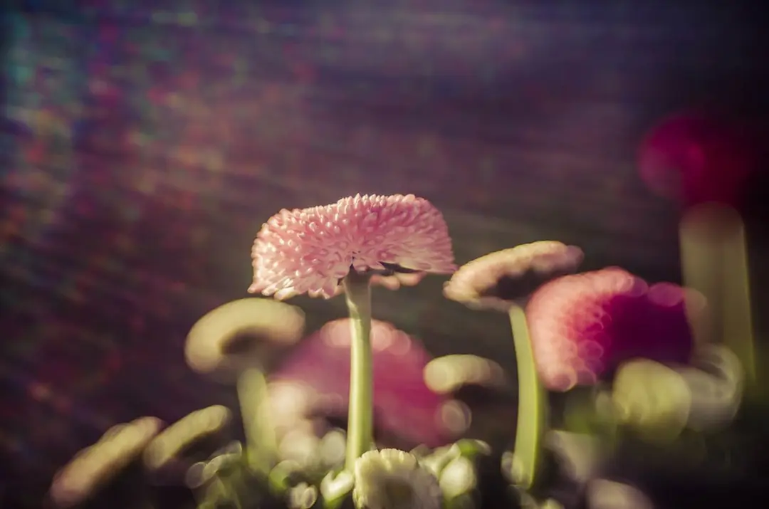 Lensbaby Composer Pro II Sweet 50 Canon - 12 Bladen - afbeelding 6 van 6