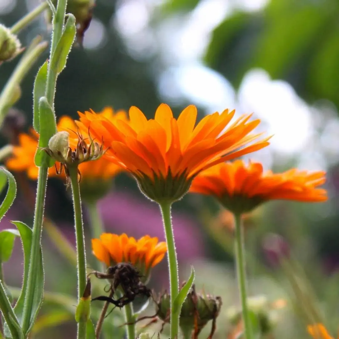 Werfzeep Biologische Calendulazeep 100g