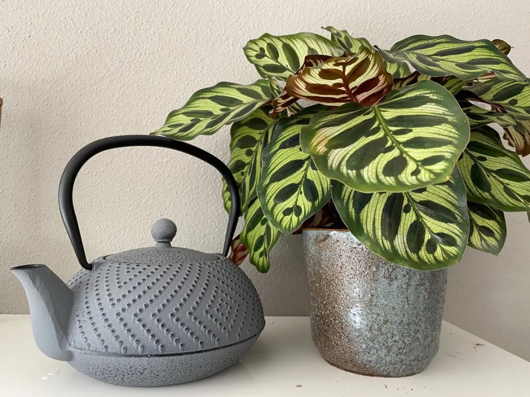 Bredemeijer Theepot Fujian 1.2L - Grijs - 5 Kopjes