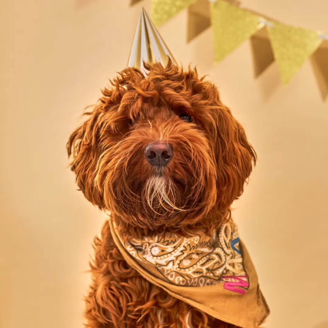 Pineut Woof Bake Pupcake Hondensnacks