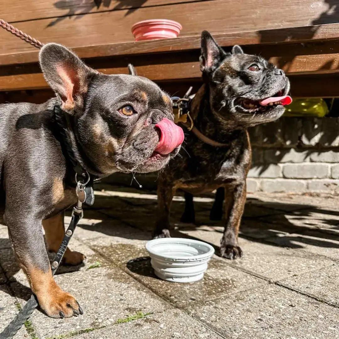 Hevea Dog Drinkbak On the Go - Grijs