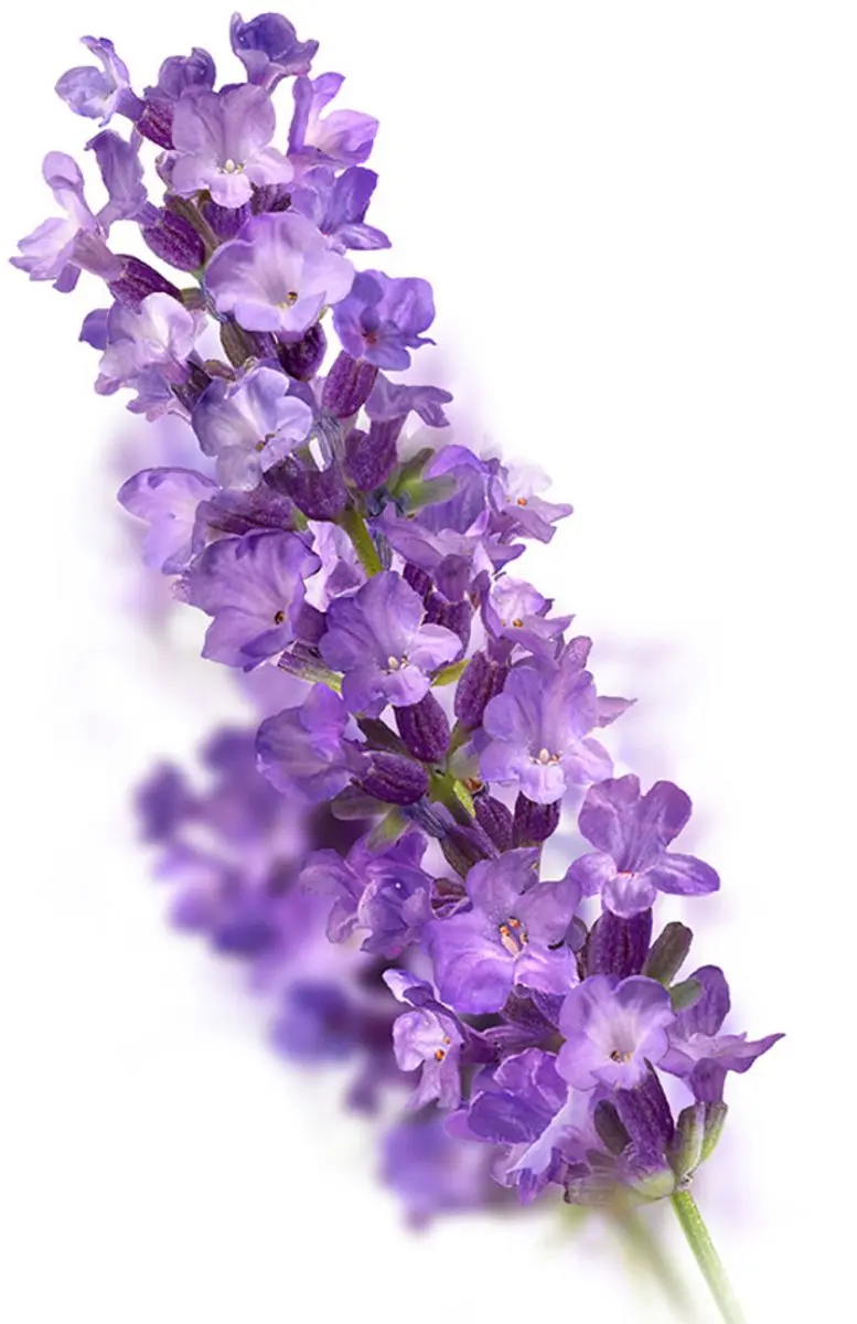 Kneipp Badolie Relaxing Lavendel - 3x100ml