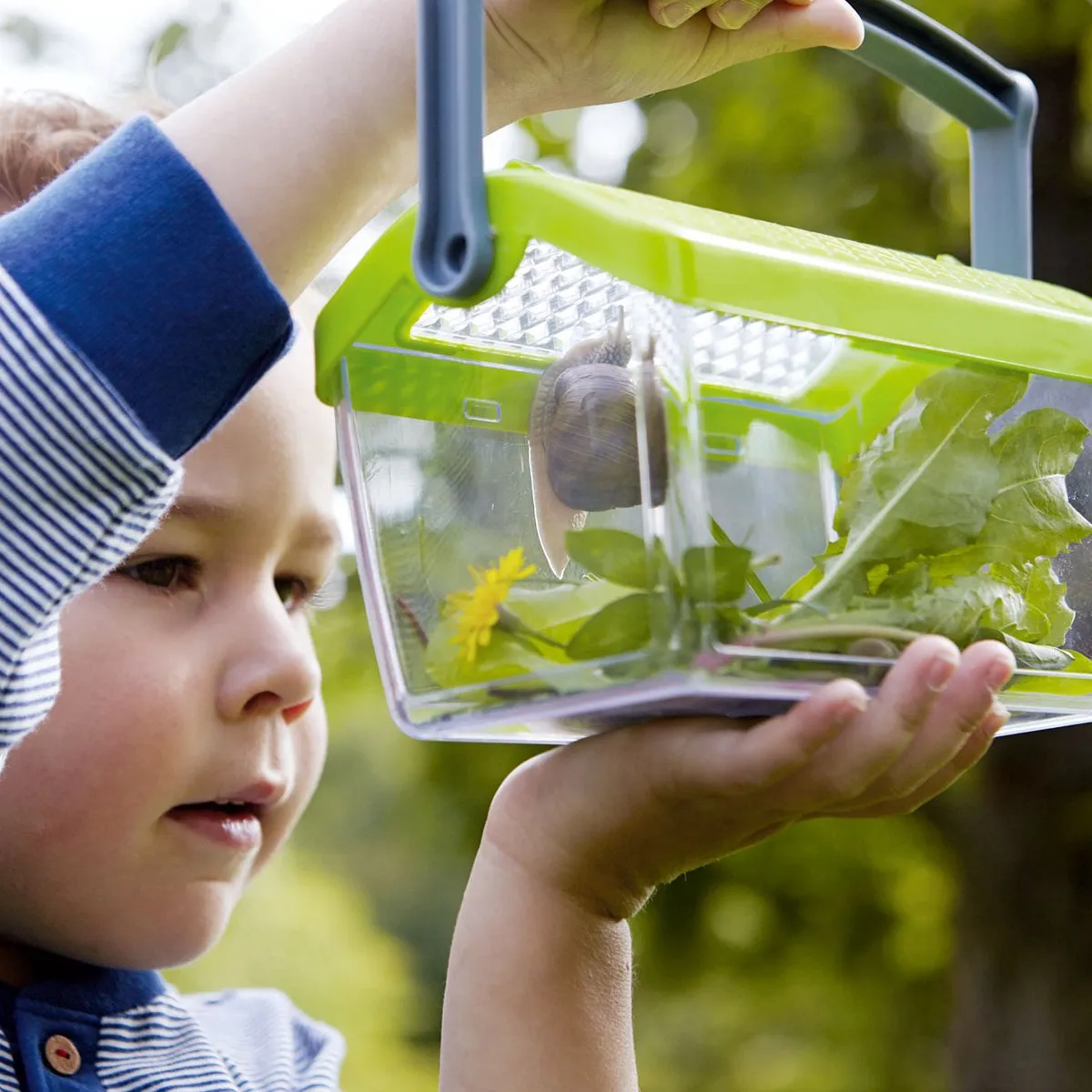 Haba Terra Kids Insectendoos - Transparant/ Groen