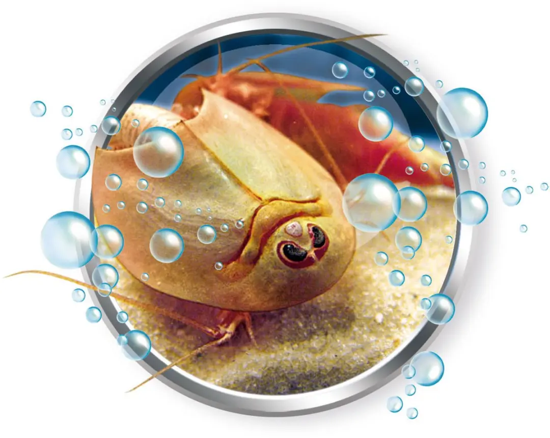 Clementoni Triops Aquarium - Meerkleurig