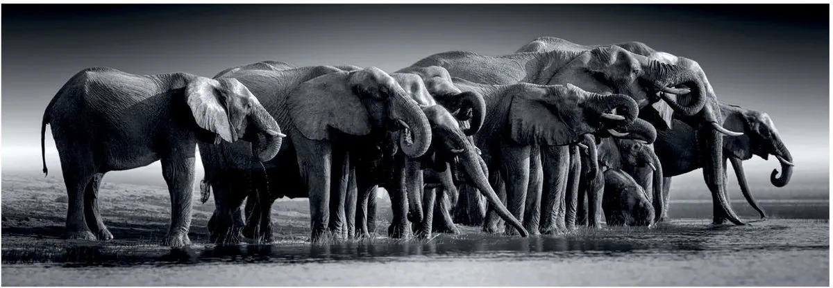 Clementoni Herd of Giants Puzzel 1000 Stuks - Multicolor