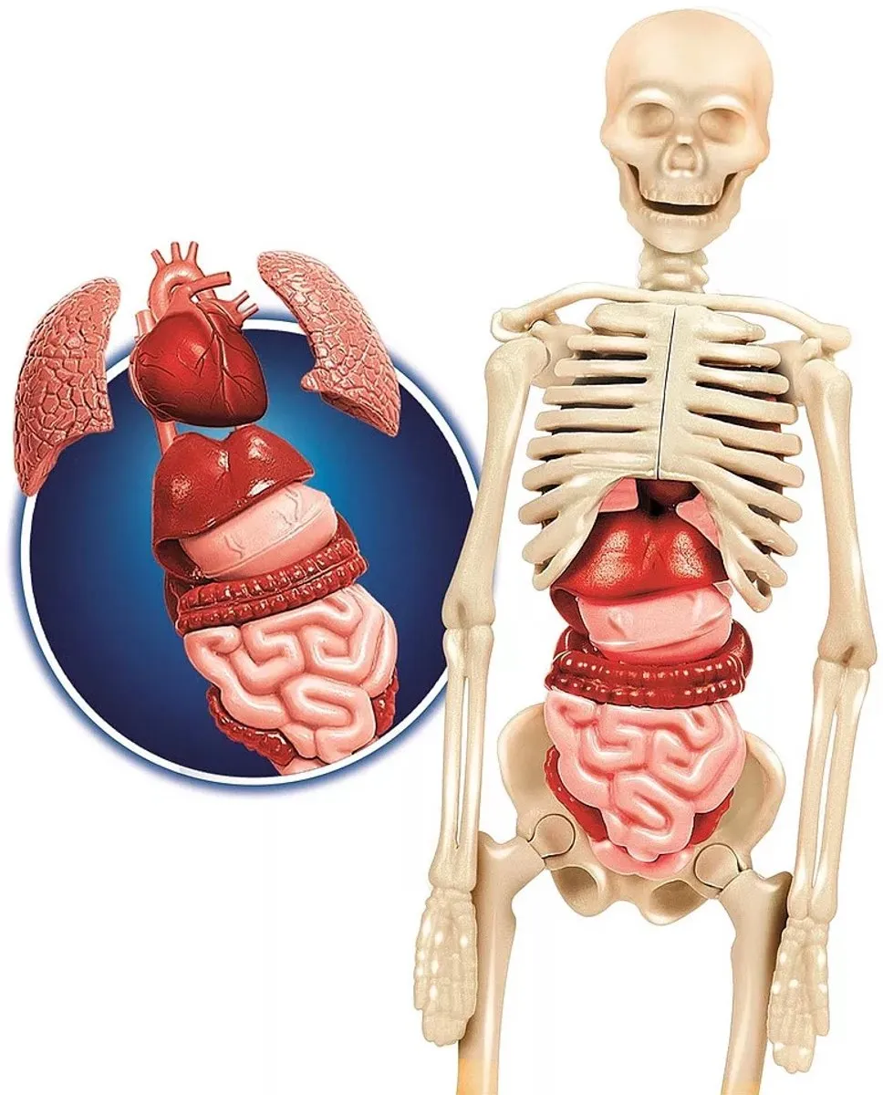Clementoni Wetenschapset Human Body - Educatief speelgoed