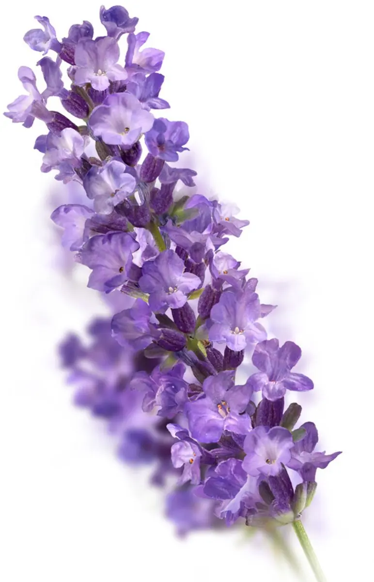 Kneipp Lavendel Badbruistablet - 20 Stuks