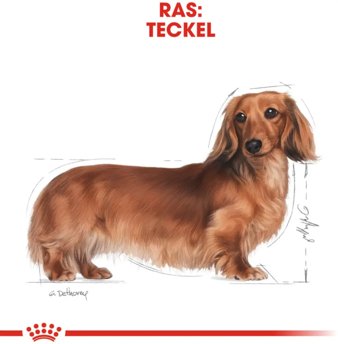 Royal Canin Hondenvoer Droog Dachshund Adult 500g - afbeelding 6 van 6