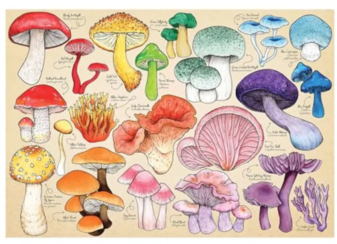 House of Puzzles Mushroom Mania Legpuzzel 1000 Stuks