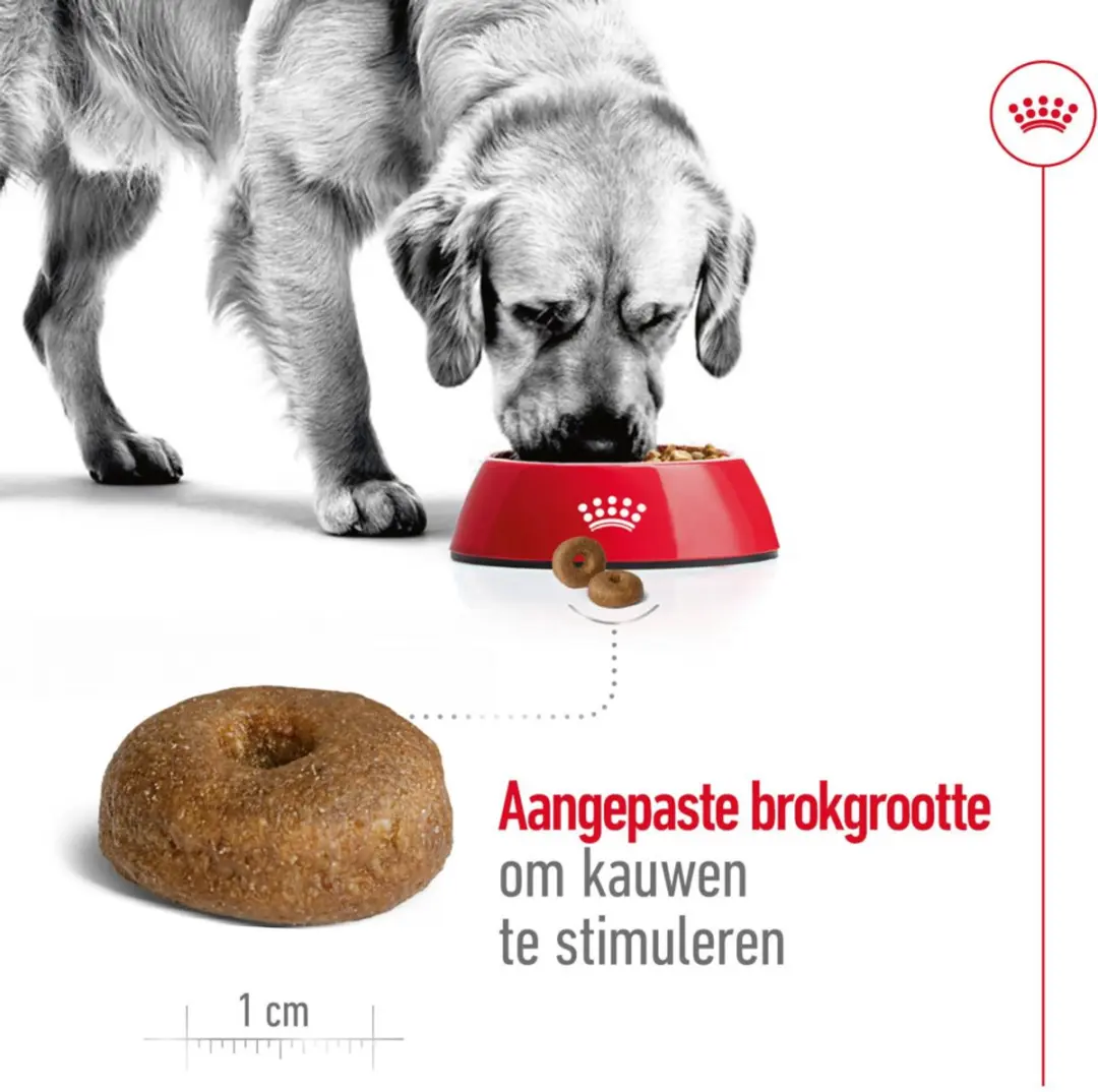 Royal Canin Maxi Ageing 8+ Hondenvoer - 12 kg