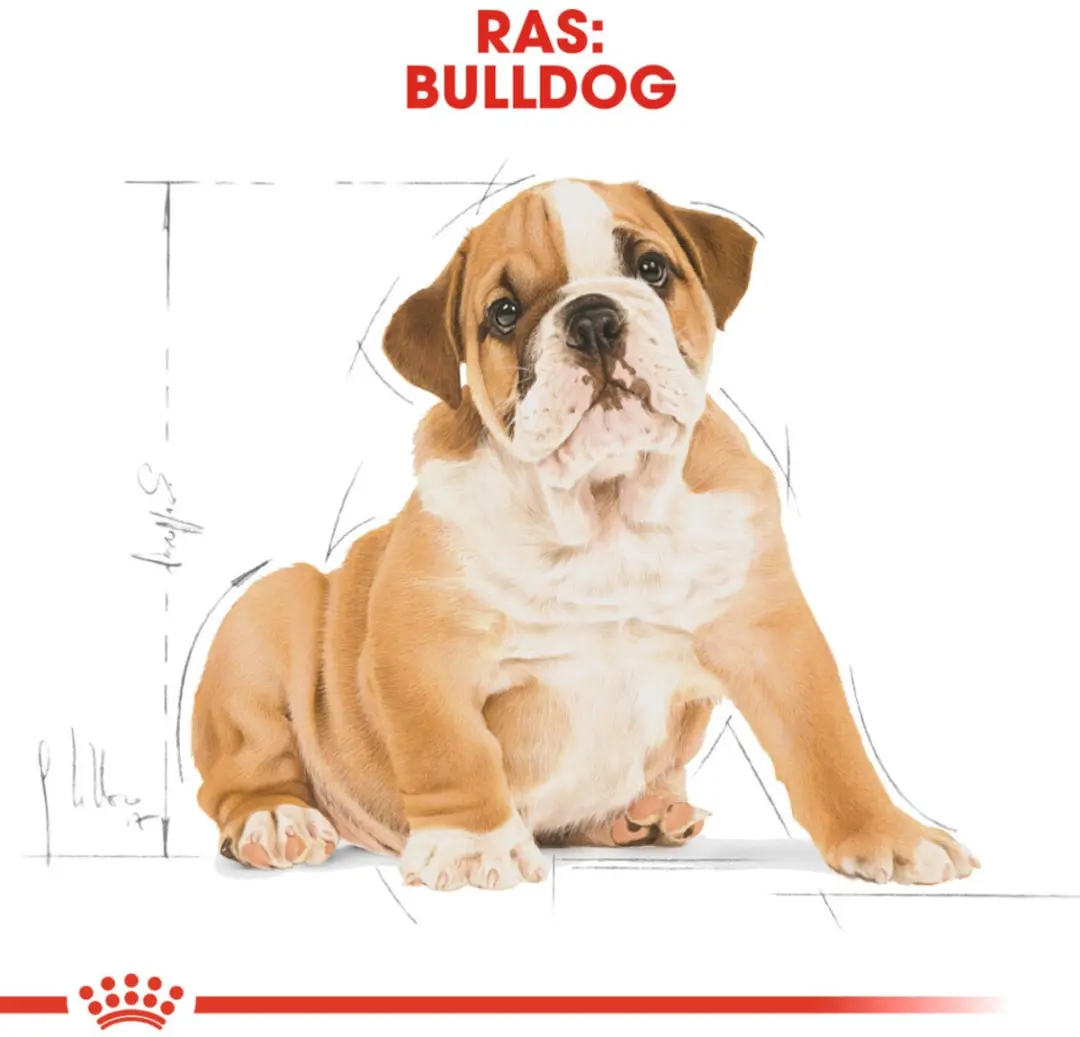 Royal Canin Bulldog Puppy Hondenvoer - 12 kg - afbeelding 3 van 6