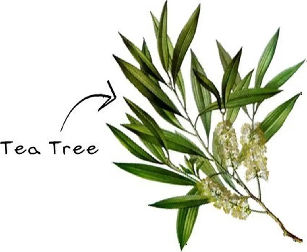 Aromed Tea Tree Etherische Olie 10ml