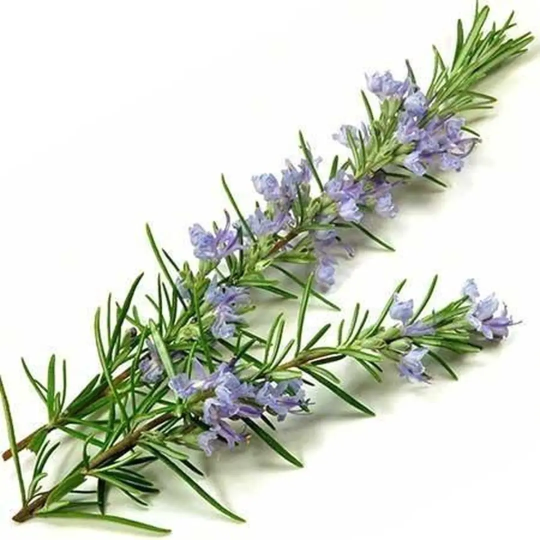 Aromed Rozemarijn Bio Olie 10ml - 10 Stuks