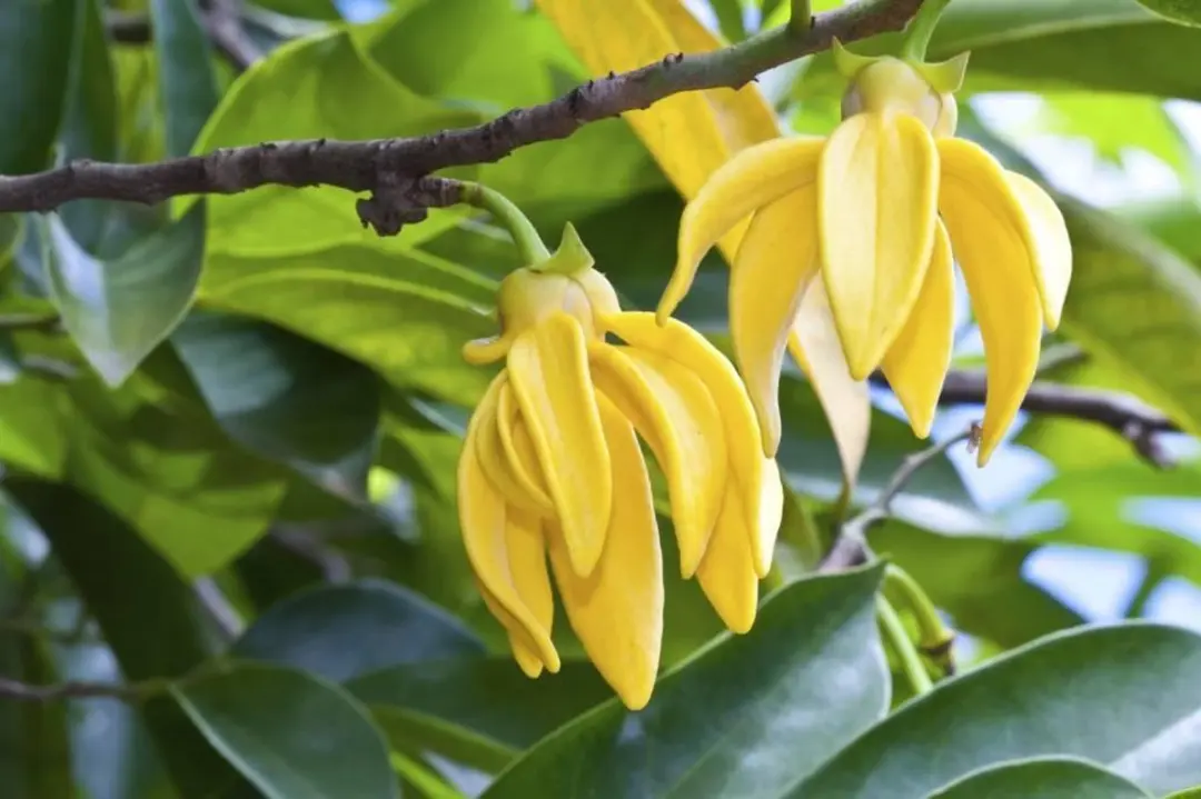 Aromed Bio Ylang Ylang Olie 10ml