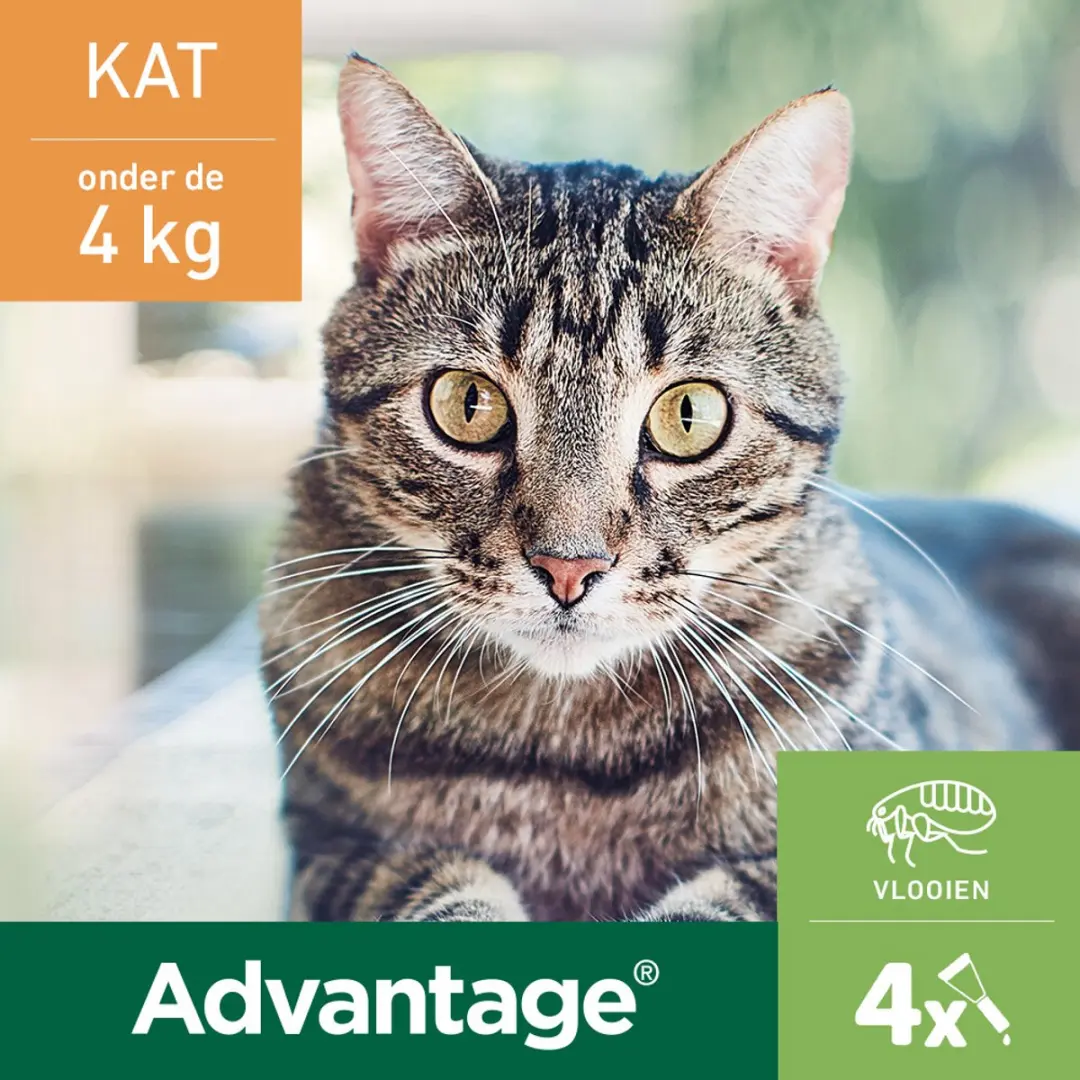 Advantage Anti Vlooiendruppels Kat tot 4 kg - 2x4 Pipetten