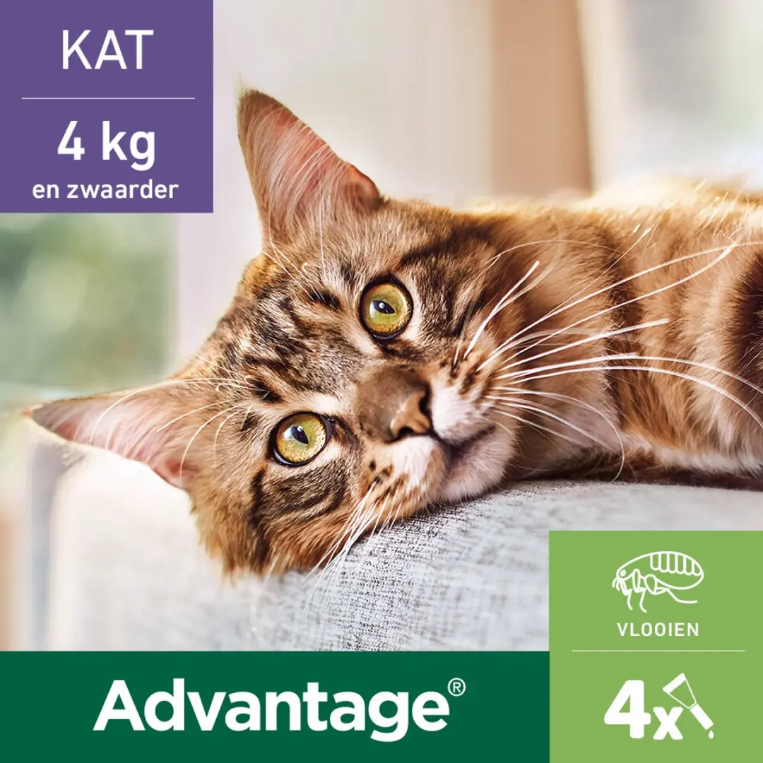 Advantage Anti Vlooiendruppels 80 Kat vanaf 4 kg - 2x4 Pipetten