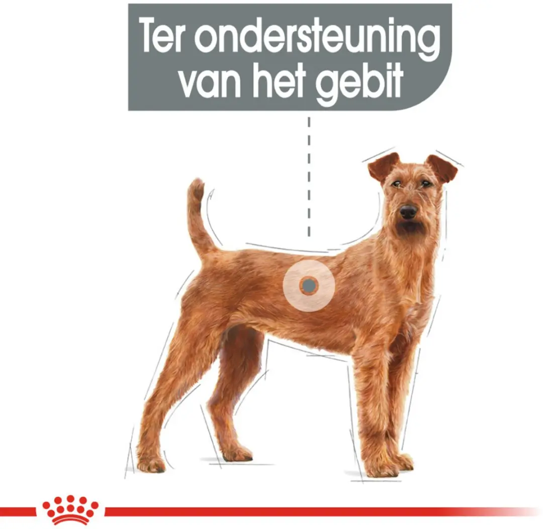 Royal Canin Dental Care Medium Hondenvoer - 4x3kg