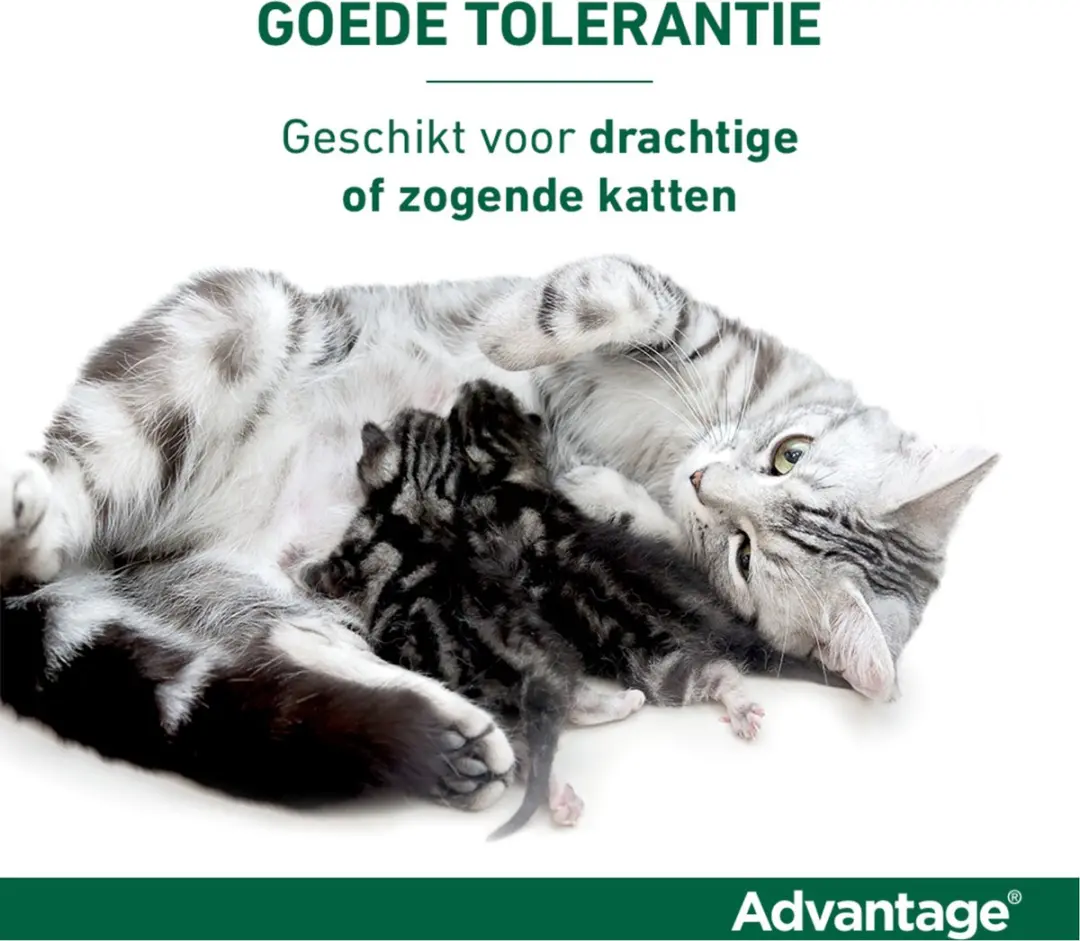 Advantage Anti Vlooienmiddel 4x0,8ml - afbeelding 6 van 6