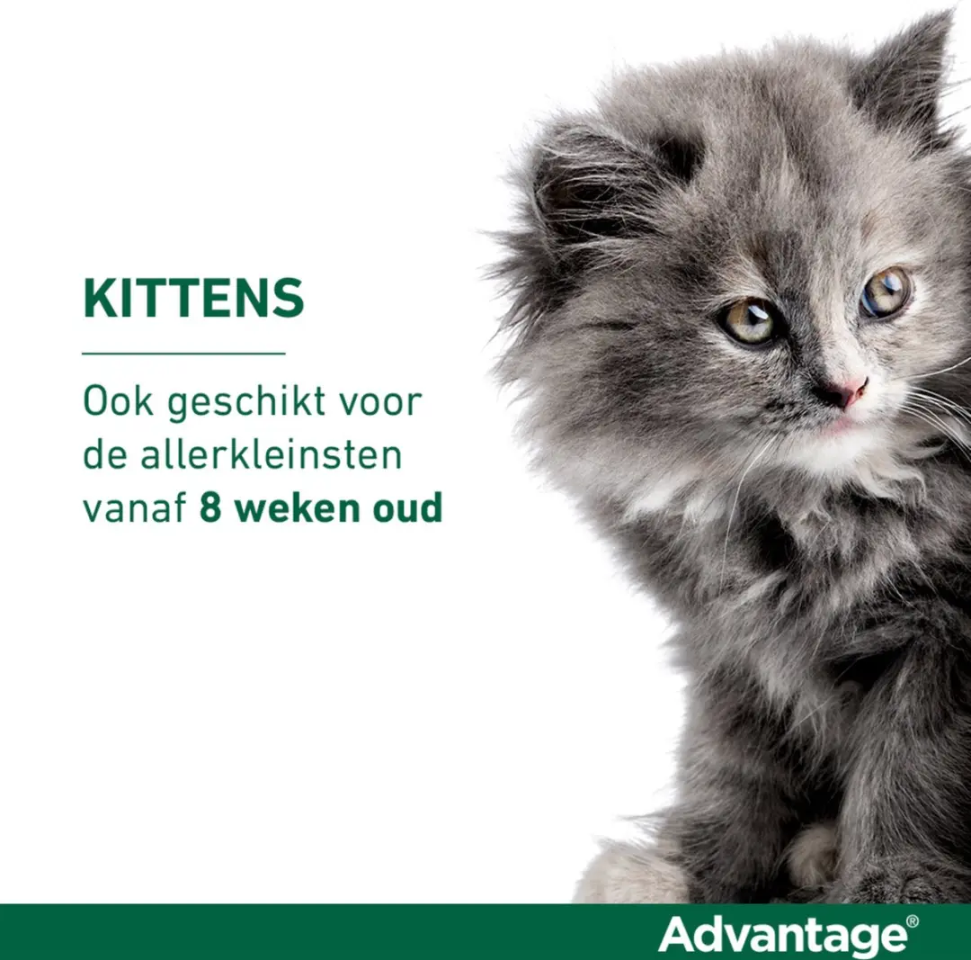 Advantage Anti Vlooienmiddel 4x0,8ml