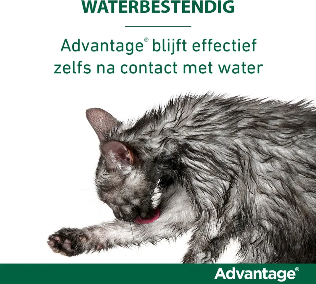 Advantage 80 Vlooiendruppels Kat - 4 Pipetten