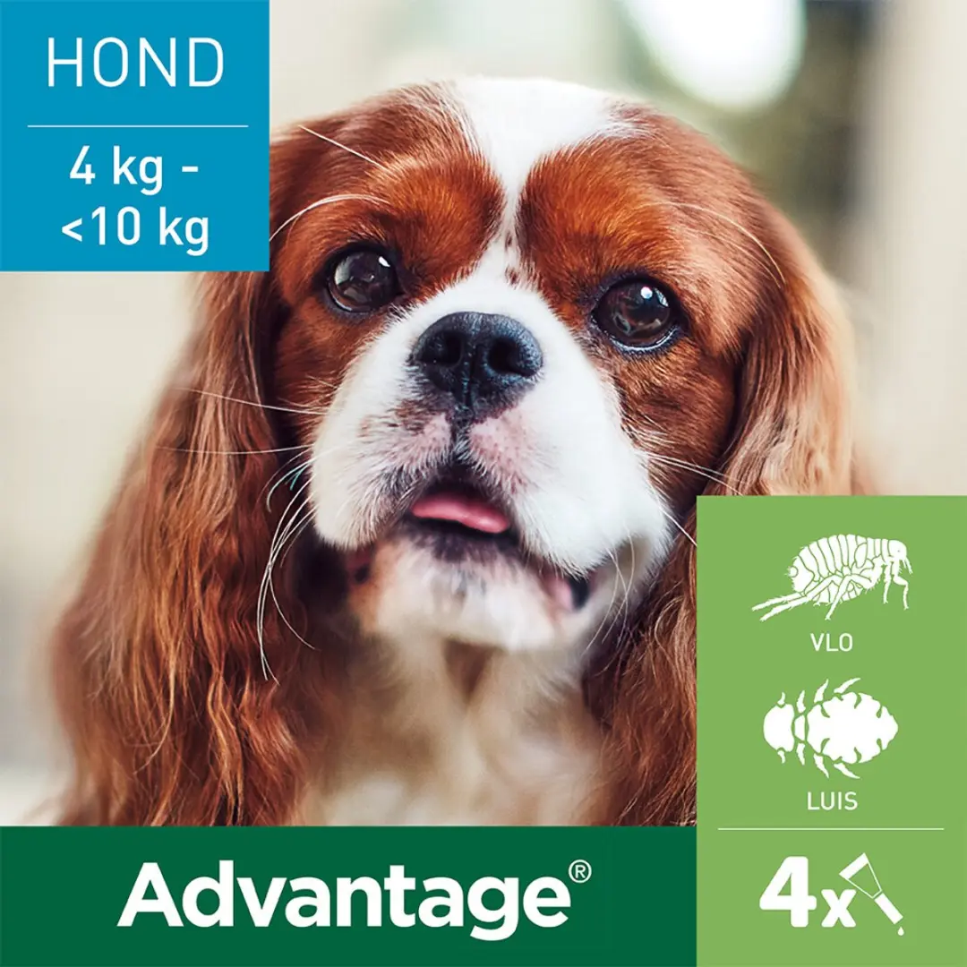 Advantage Anti Vlooiendruppels 100 Hond 4 - 2x4 Pipetten