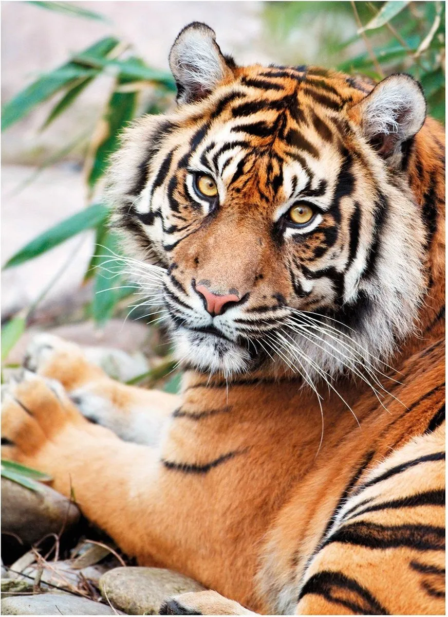 Clementoni Puzzel Sumatran Tiger 1000 Stuks - Multicolor