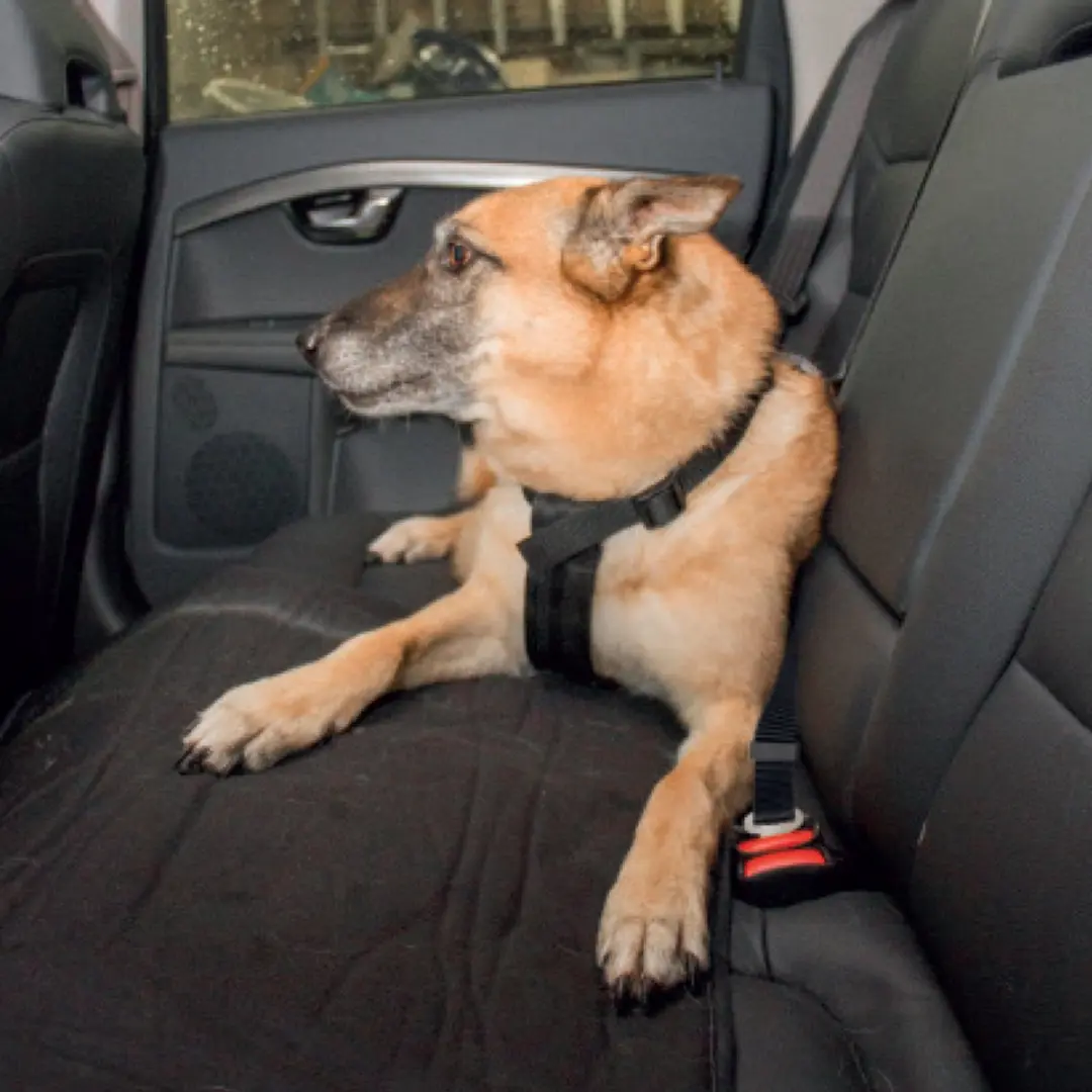 Duvo Veiligheidsharnas Hond Auto L - Maat L