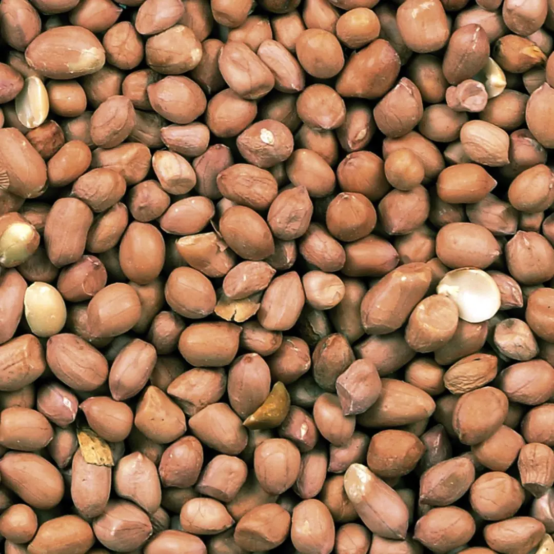Duvo Vogelsnack Arachidenoten Gepeld Extra 5kg