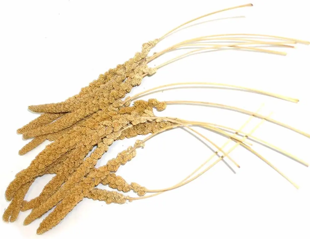 Duvo Vogelsnack Trosgierst Frans Geel 17kg