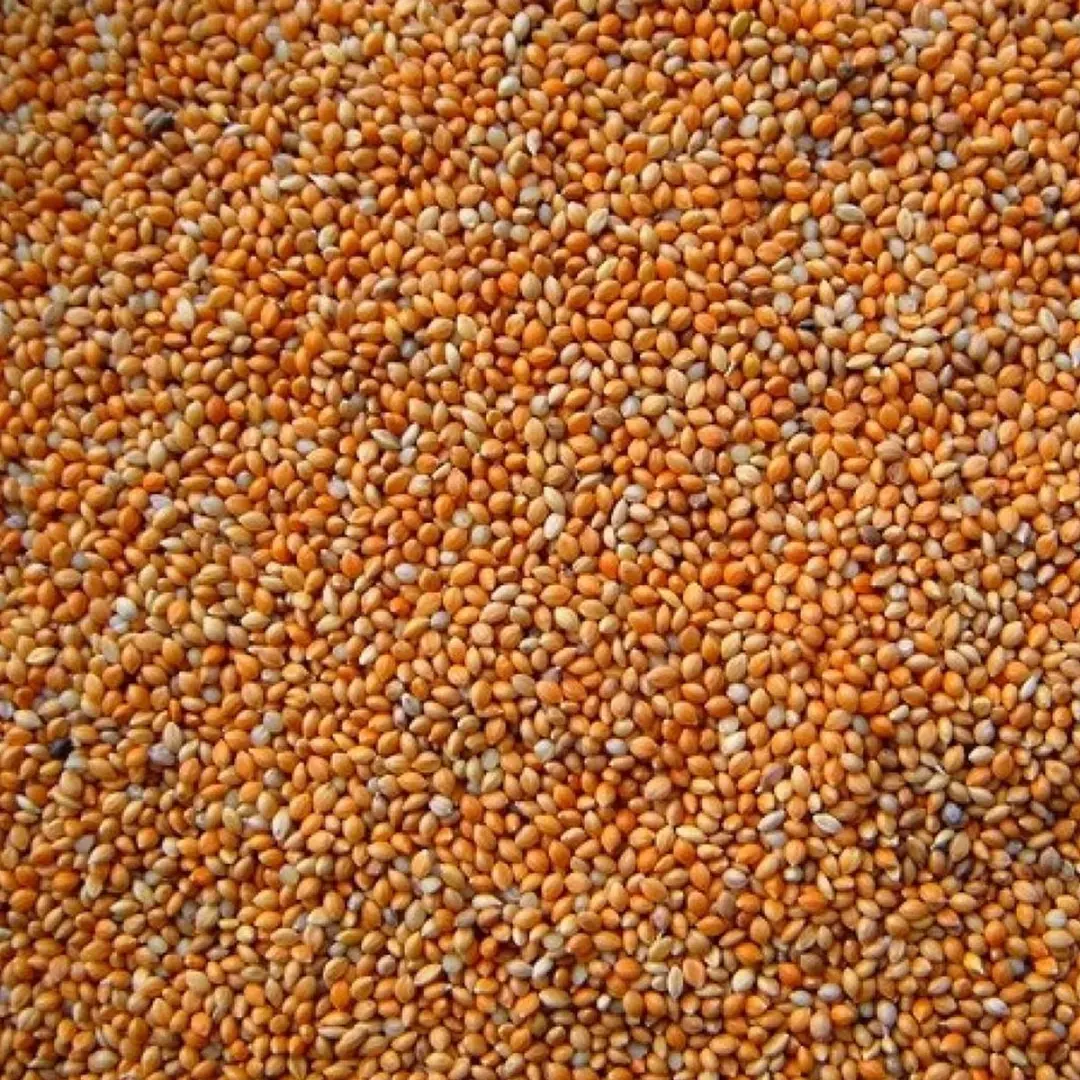 DuvoPlus Panis Rood Extra Vogelveer 25kg