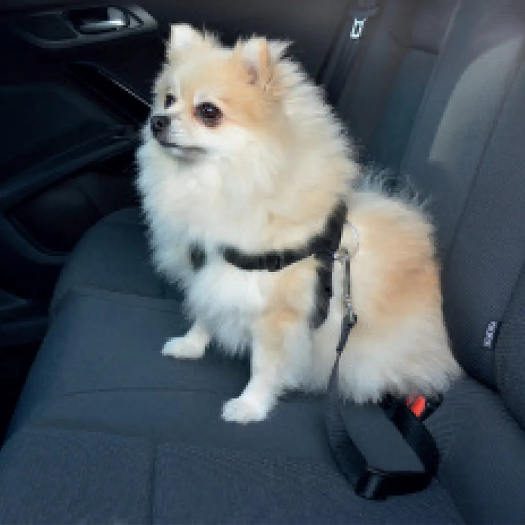 Duvo Veiligheidsharnas Hond Auto M