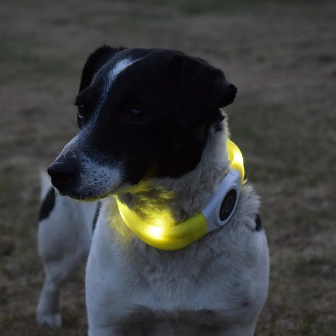 Duvo Dierenkleding Flash Light Ring Maxi USB - Geel