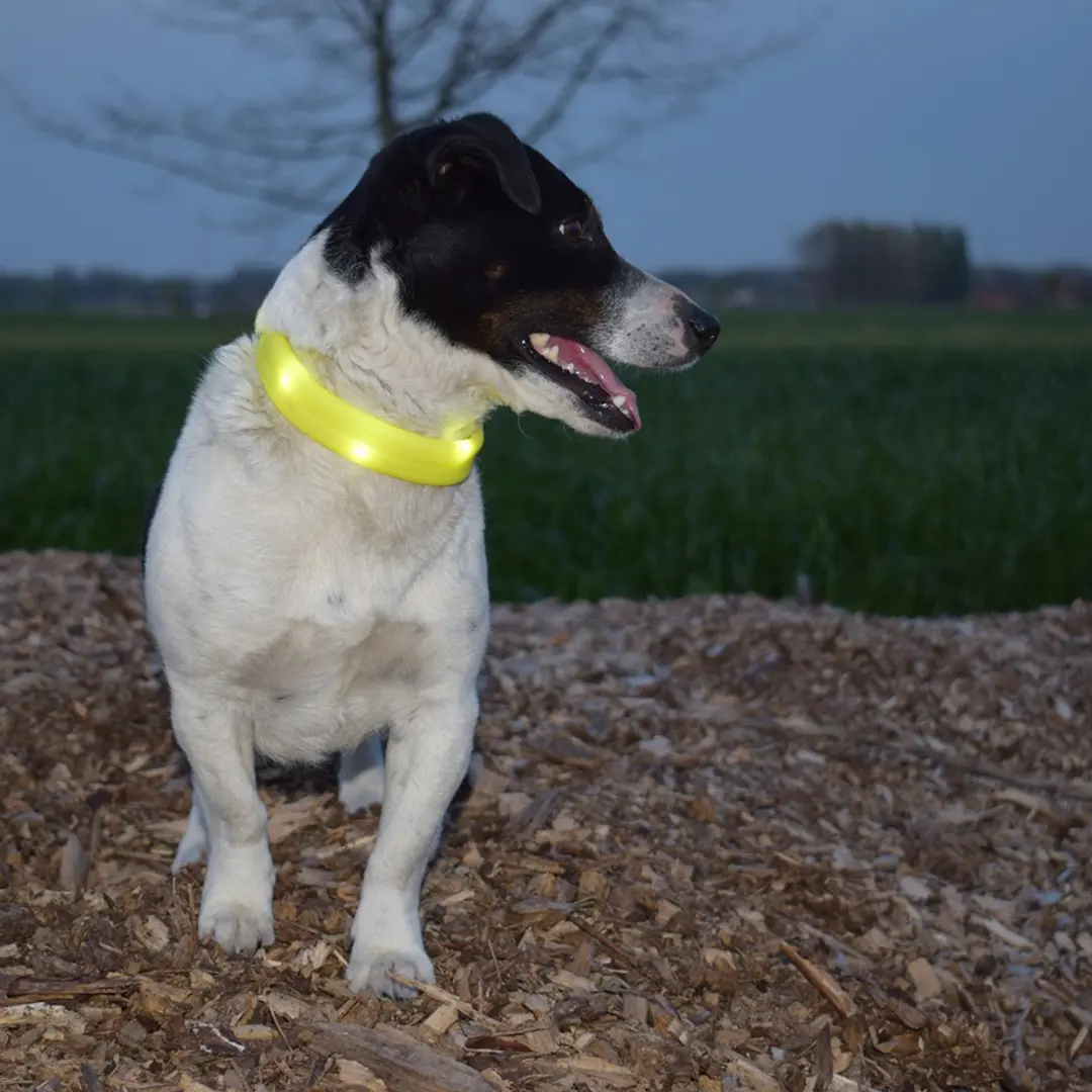 Duvo Dierenkleding Flash Light Ring Maxi USB - Geel