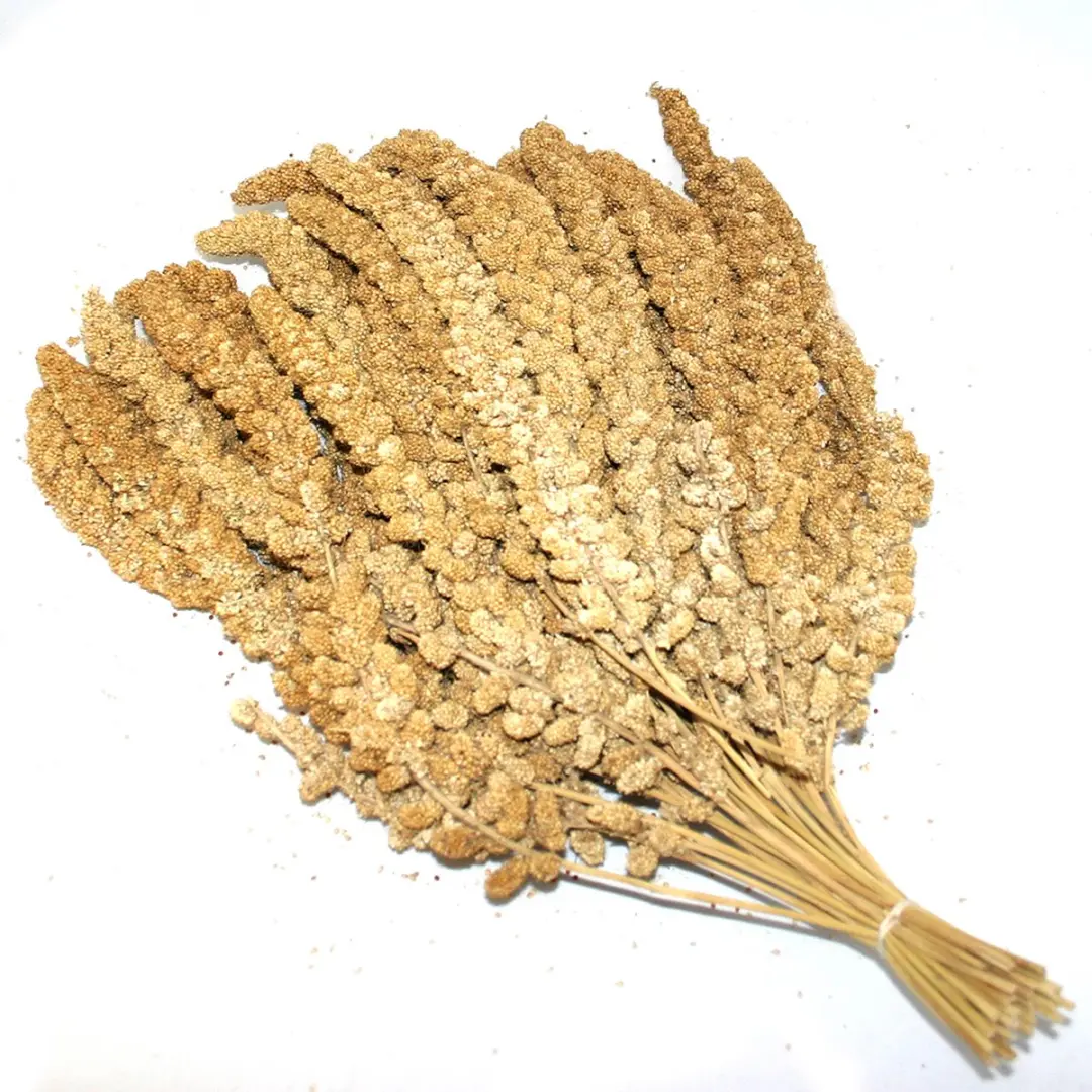Duvo Vliesgierst Chinees 15kg - 10 Inch