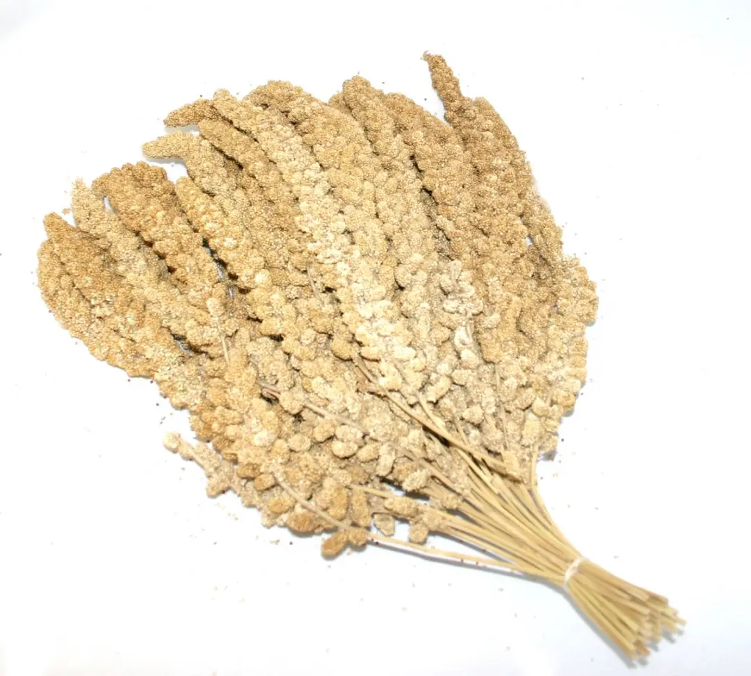 Duvo Vliesgierst Chinees 15kg