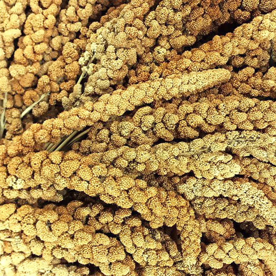 Duvo Vliesgierst Chinees 15kg - 10 Inch