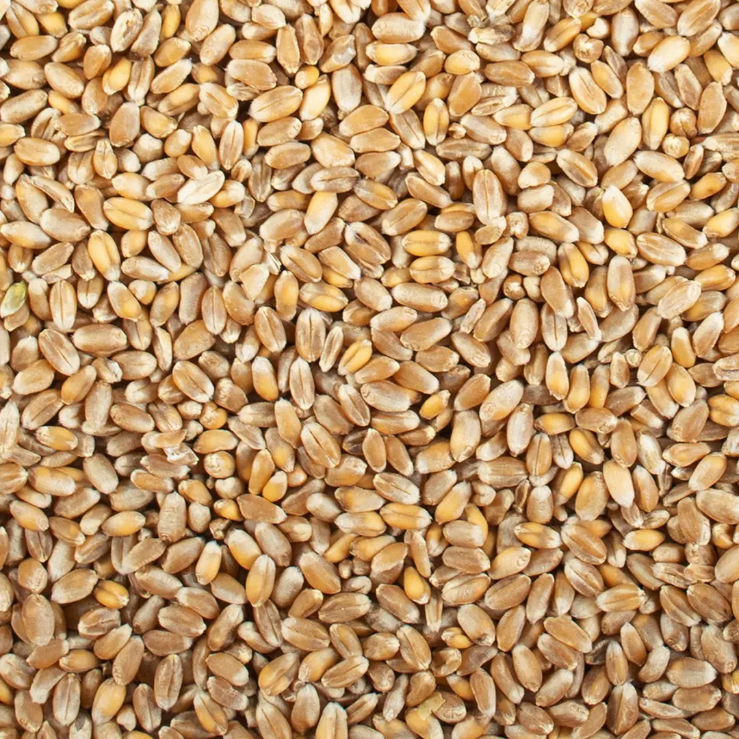 DuvoPlus Kippenvoer Tarwe Extra 20kg